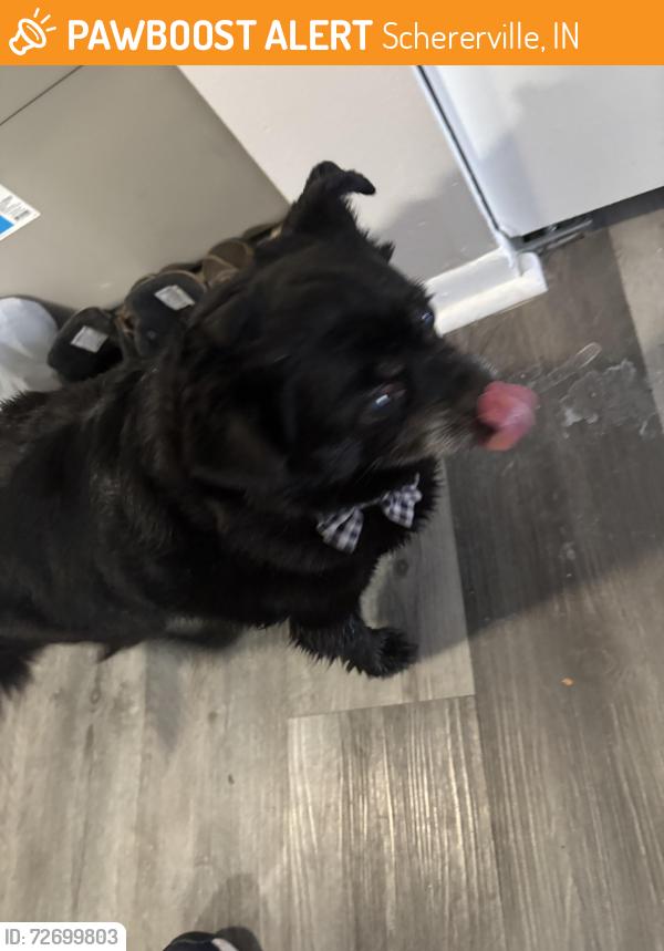 Found/Stray Male Dog last seen Pine island drive, Schererville, IN 46307