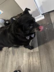 Found/Stray Male Dog last seen Pine island drive, Schererville, IN 46307