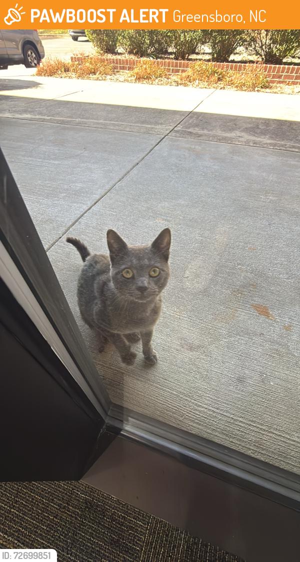 Found/Stray Male Cat last seen Sheraton ct , Greensboro, NC 27265
