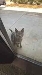 Found/Stray Male Cat last seen Sheraton ct , Greensboro, NC 27265