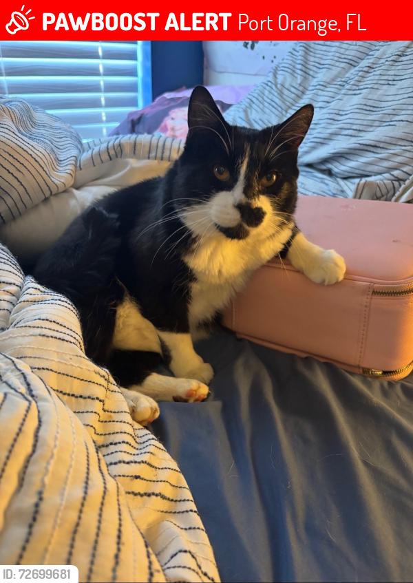 Lost Male Cat last seen Hidden Lake Dr, Willow Run Blvd, Port Orange, FL 32129