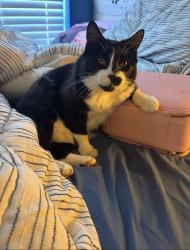 Lost Male Cat last seen Hidden Lake Dr, Willow Run Blvd, Port Orange, FL 32129