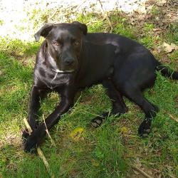 Lost Male Dog last seen Washington food mart , Atlanta, GA 30344