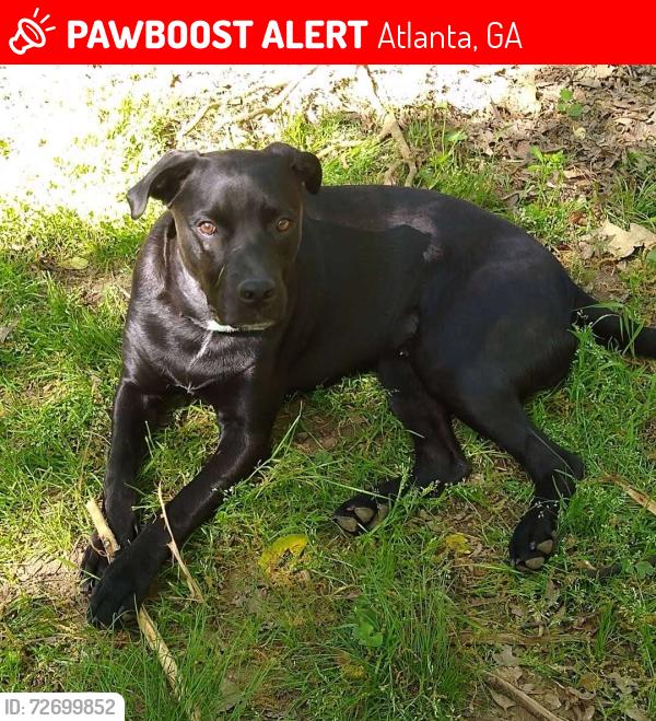 Lost Male Dog last seen Washington food mart , Atlanta, GA 30344