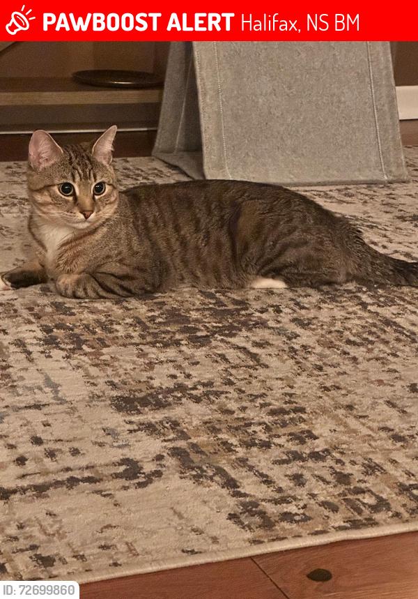 Lost Male Cat last seen Clayton park , Halifax, NS B3M