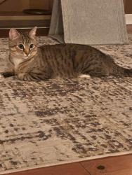 Lost Male Cat last seen Clayton park , Halifax, NS B3M