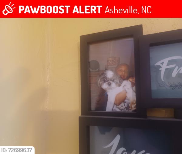 Lost Male Dog last seen 65Austin Avenue , Asheville, NC 28801