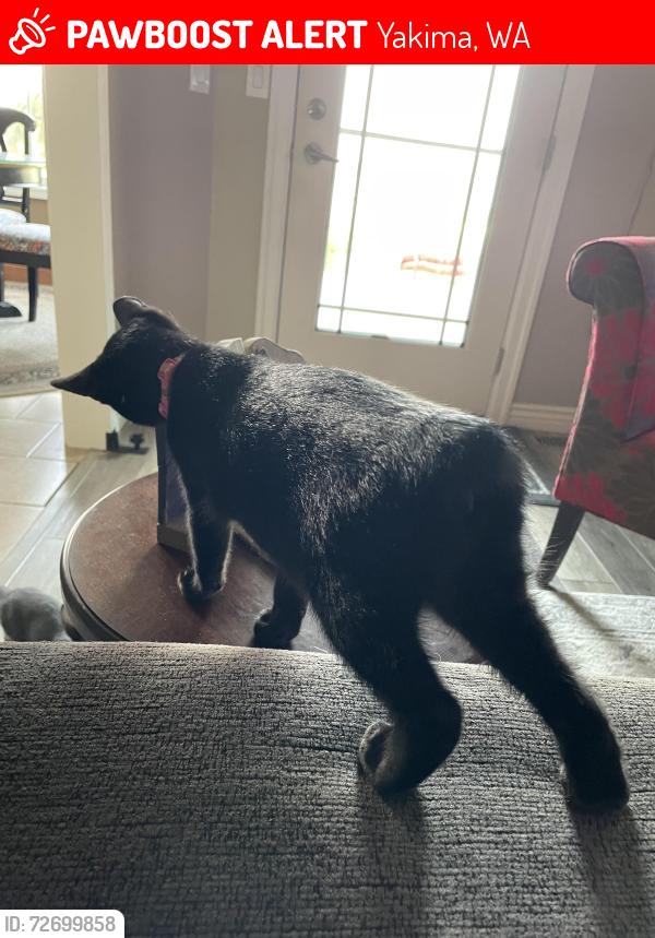 Lost Female Cat last seen Stump & Occidental ( 11604 stump rd) , Yakima, WA 98908