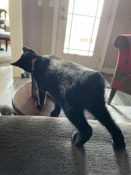 Lost Female Cat last seen Stump & Occidental ( 11604 stump rd) , Yakima, WA 98908