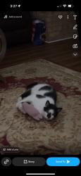 Lost Male Cat last seen Swanner Rd, Santa Rosa County, FL 32570
