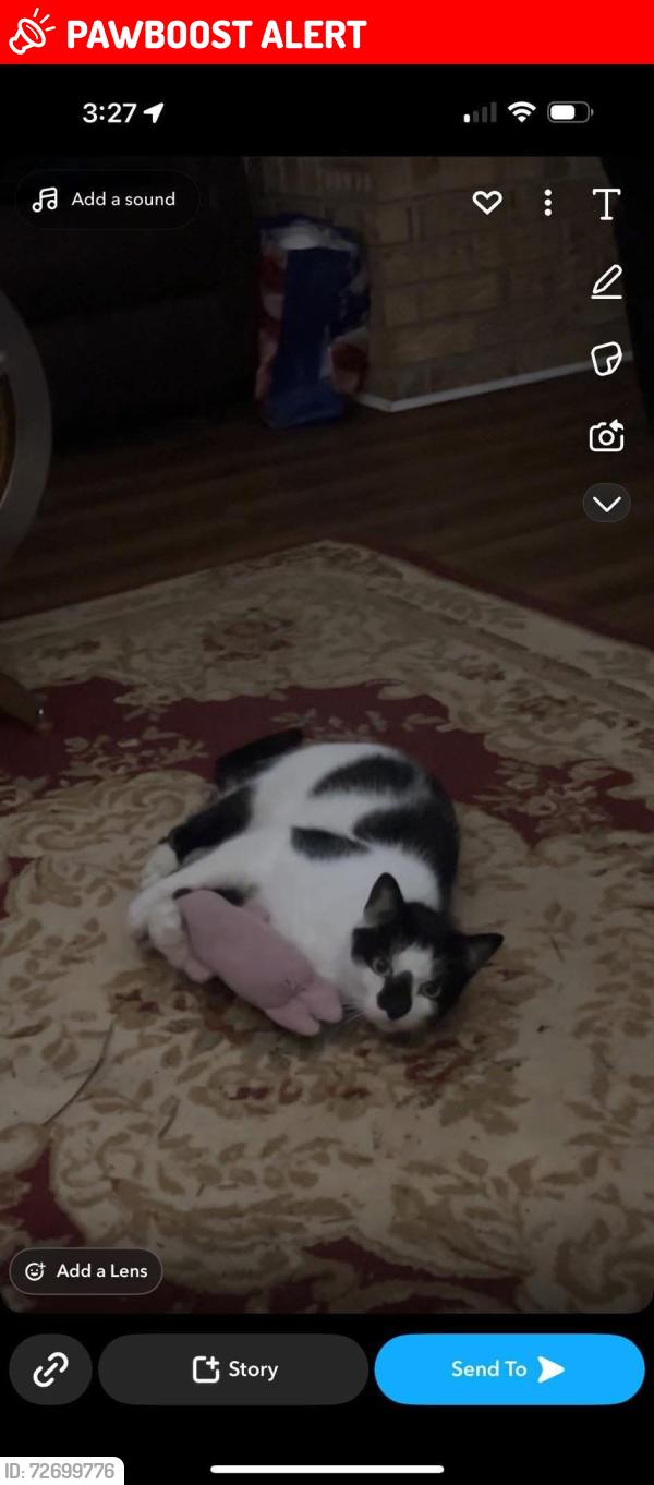 Lost Male Cat last seen Swanner Rd, Santa Rosa County, FL 32570