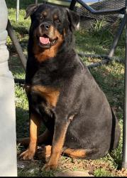 Lost Female Dog last seen McCollum highschool , San Antonio, TX 78221