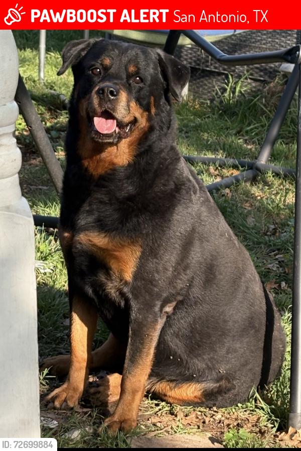 Lost Female Dog last seen McCollum highschool , San Antonio, TX 78221