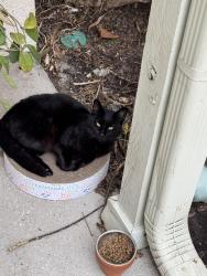 Found/Stray Male Cat last seen Clark rd , Orlando, FL 32818