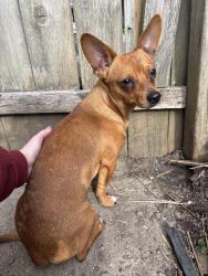 Lost Male Dog last seen He is safe in our back yard at 186 n sugar street , Chillicothe, OH 45601