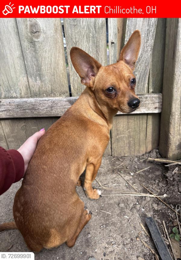 Lost Male Dog last seen He is safe in our back yard at 186 n sugar street , Chillicothe, OH 45601