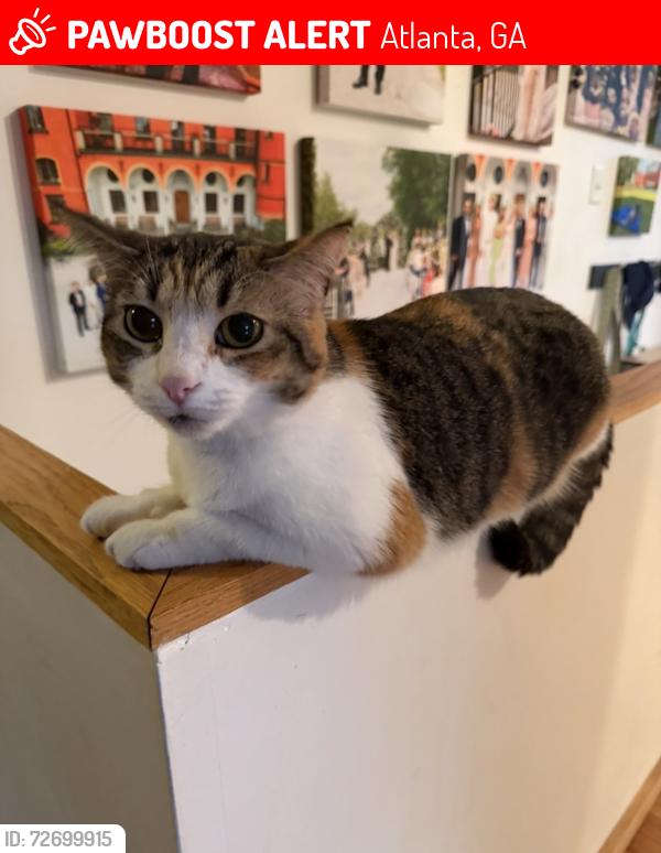 Lost Female Cat last seen biltmore acres of Toco Hills, Atlanta, GA 30329