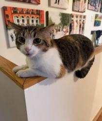 Lost Female Cat last seen biltmore acres of Toco Hills, Atlanta, GA 30329