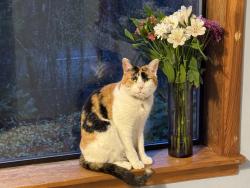 Lost Female Cat last seen Corner of waddell and Delphi, Olympia, WA 98512