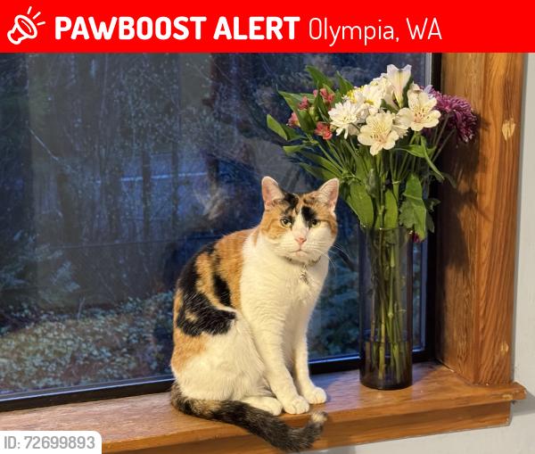 Lost Female Cat last seen Corner of waddell and Delphi, Olympia, WA 98512