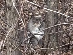 Found/Stray Unknown Cat last seen Park behind Savanna Oaks Lane neighborhood , Woodbury, MN 55125