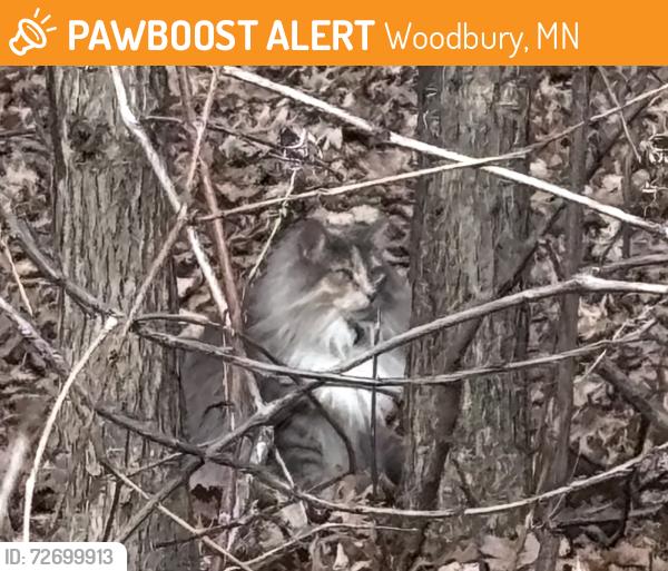 Found/Stray Unknown Cat last seen Park behind Savanna Oaks Lane neighborhood , Woodbury, MN 55125