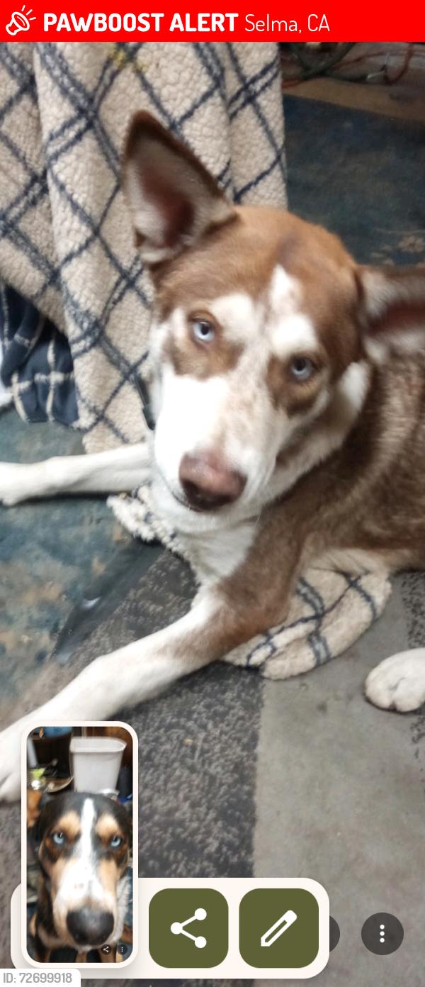 Lost Male Dog last seen By my hse , Selma, CA 93662