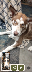 Lost Male Dog last seen By my hse , Selma, CA 93662