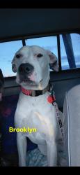 Lost Female Dog last seen McCarran blvd and Nichols st sparks, nv , Sparks, NV 89431