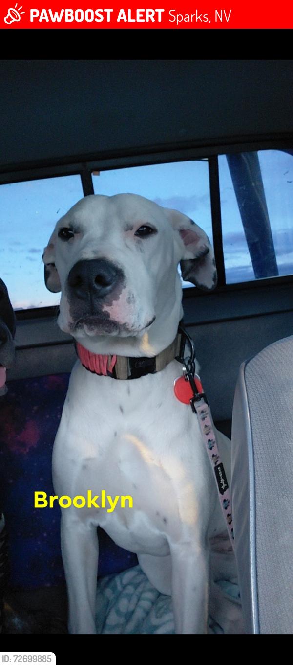 Lost Female Dog last seen McCarran blvd and Nichols st sparks, nv , Sparks, NV 89431