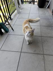 Found/Stray Male Cat last seen Wyvernwood apmts , Los Angeles, CA 90023