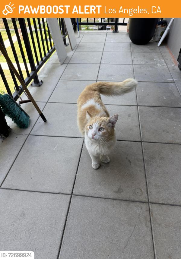 Found/Stray Male Cat last seen Wyvernwood apmts , Los Angeles, CA 90023