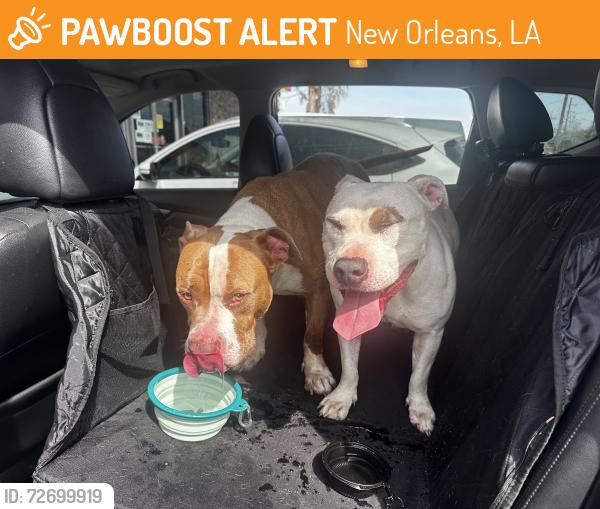 Found/Stray Male Dog last seen Casa Calvin st and Socrates st, New Orleans, LA 70114