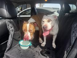 Found/Stray Male Dog last seen Casa Calvin st and Socrates st, New Orleans, LA 70114
