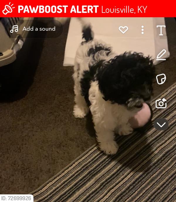 Lost Female Dog last seen 5th and Beecher st, Louisville, KY 40215
