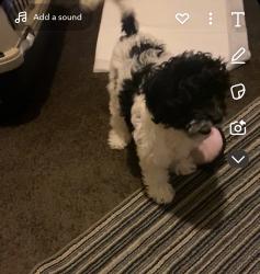 Lost Female Dog last seen 5th and Beecher st, Louisville, KY 40215