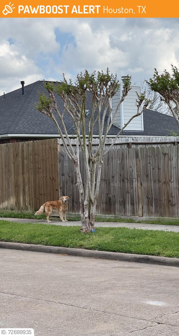 Found/Stray Female Dog last seen Littleglen and Keith harrow , Houston, TX 77084