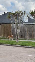 Found/Stray Female Dog last seen Littleglen and Keith harrow , Houston, TX 77084