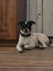 Lost Male Dog last seen SR 29, Montrose, PA 18801