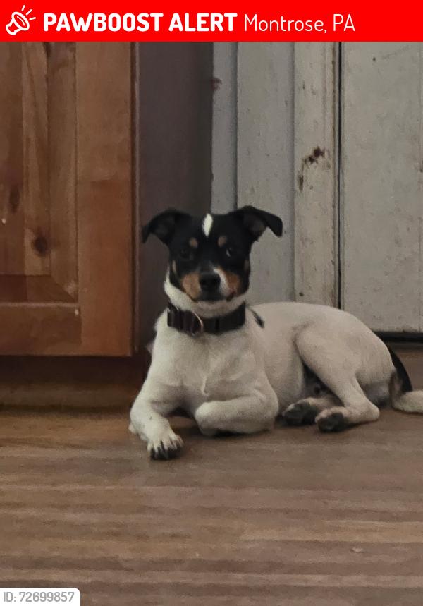 Lost Male Dog last seen SR 29, Montrose, PA 18801