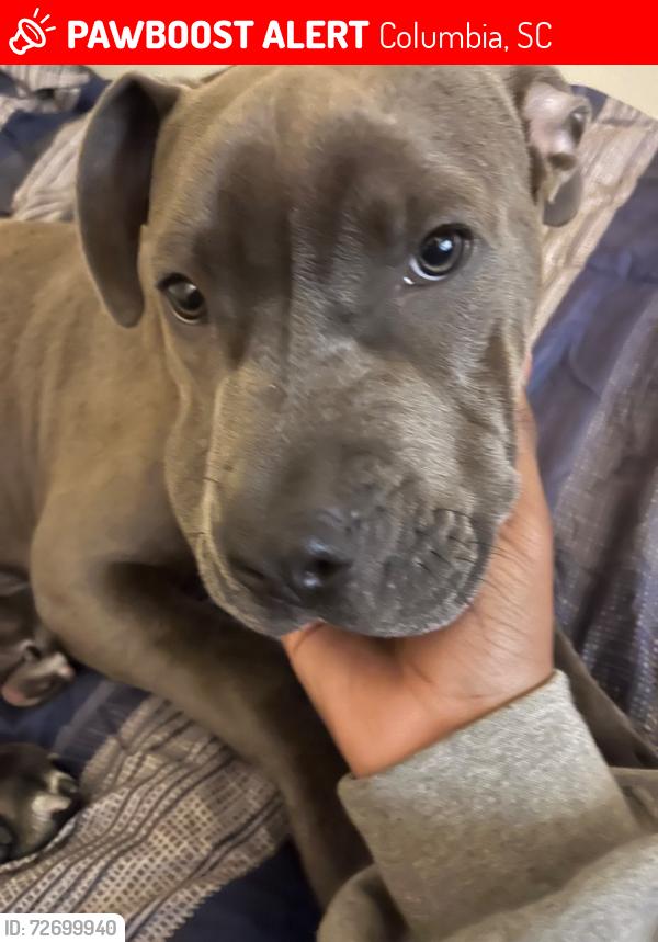 Lost Male Dog last seen Richland Northeast High School, Columbia, SC 29223