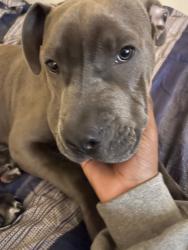 Lost Male Dog last seen Richland Northeast High School, Columbia, SC 29223