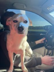 Found/Stray Male Dog last seen Travels rest bank in tr , Travelers Rest, SC 29690
