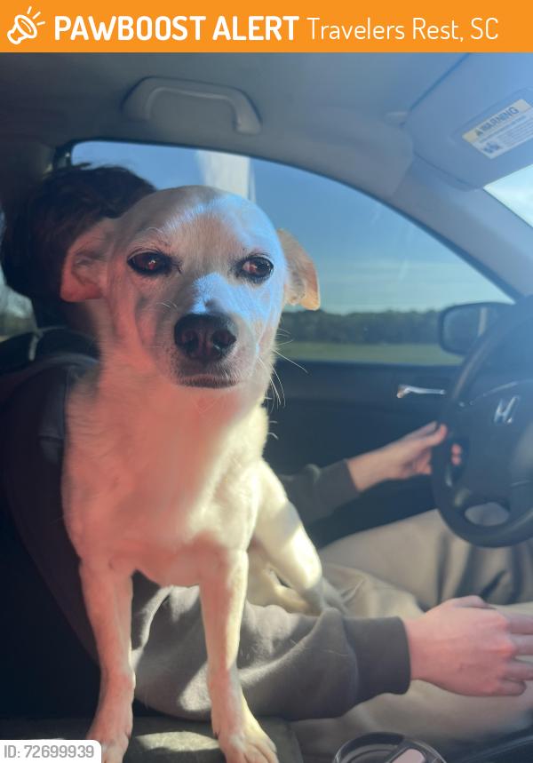 Found/Stray Male Dog last seen Travels rest bank in tr , Travelers Rest, SC 29690