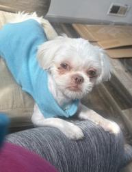 Lost Female Dog last seen Hargrave Dr, Conner Dr, back of Boone county tech school, ace hardware, Hebron Baptist Church, and crossing pleasent vally near hearthstone subdivision, Hebron, KY 41048