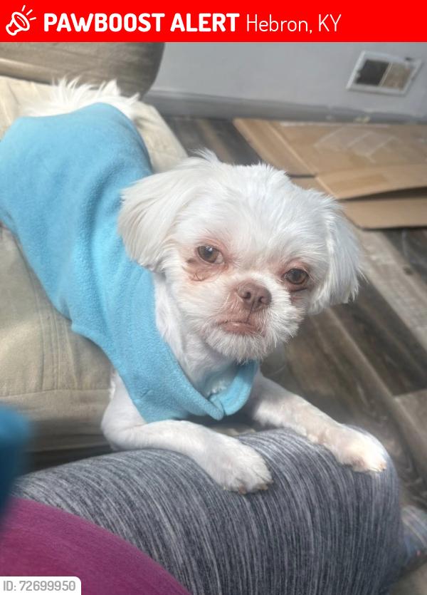 Lost Female Dog last seen Hargrave Dr, Conner Dr, back of Boone county tech school, ace hardware, Hebron Baptist Church, and crossing pleasent vally near hearthstone subdivision, Hebron, KY 41048
