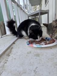 Found/Stray Male Cat last seen Park Avenue , Rosamond, CA 93560