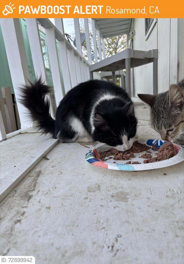 Found/Stray Male Cat last seen Park Avenue , Rosamond, CA 93560