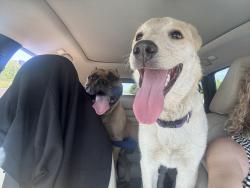Found/Stray Male Dog last seen Osuna and Wyoming, Albuquerque, NM 87111