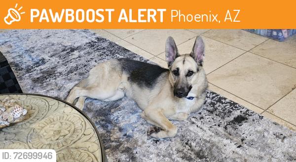 Found/Stray Male Dog last seen 48th St & Warner Rd, Phoenix, AZ 85044